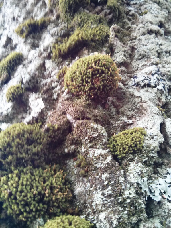 Lichen landscape IMG_20130725_152312