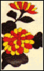 Chrysanthemum 1c