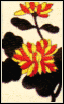 Chrysanthemum 2c
